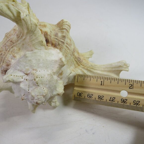 REAL Sea Shell Murex Conch with large fingers 6x5.5x4.5" Great Condition - Picture 8 of 11